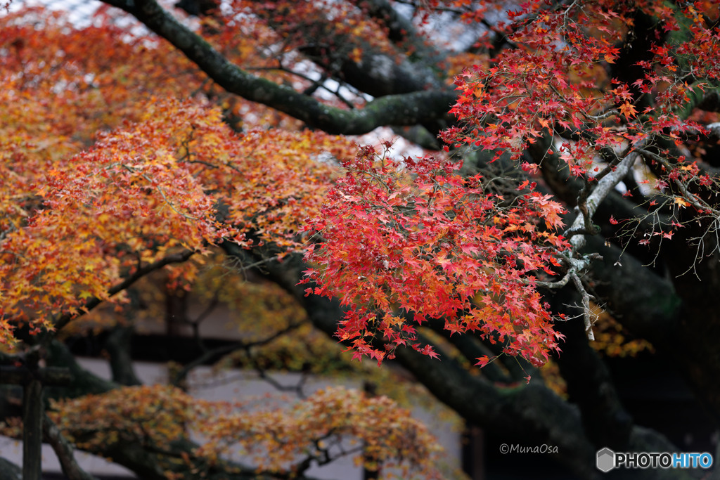 大楓・400回目の紅葉