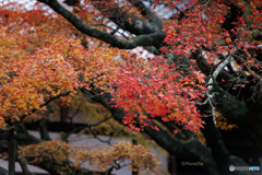 大楓・400回目の紅葉