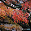 大楓・400回目の紅葉