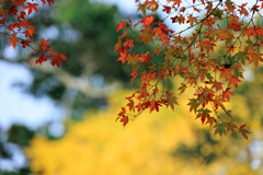 紅葉