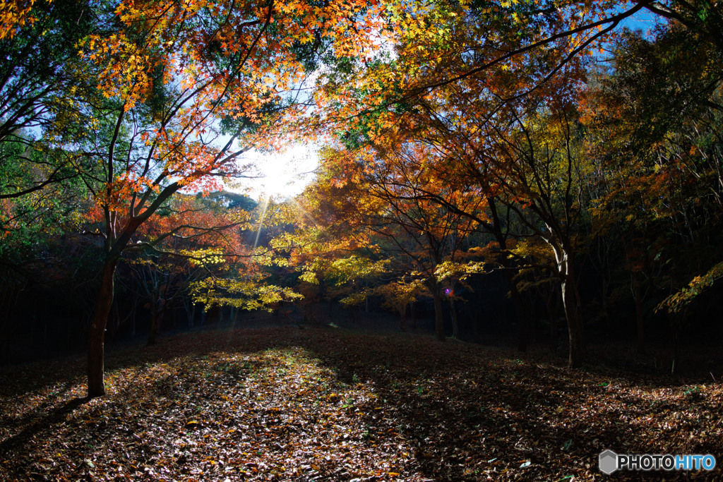 紅葉