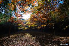 紅葉