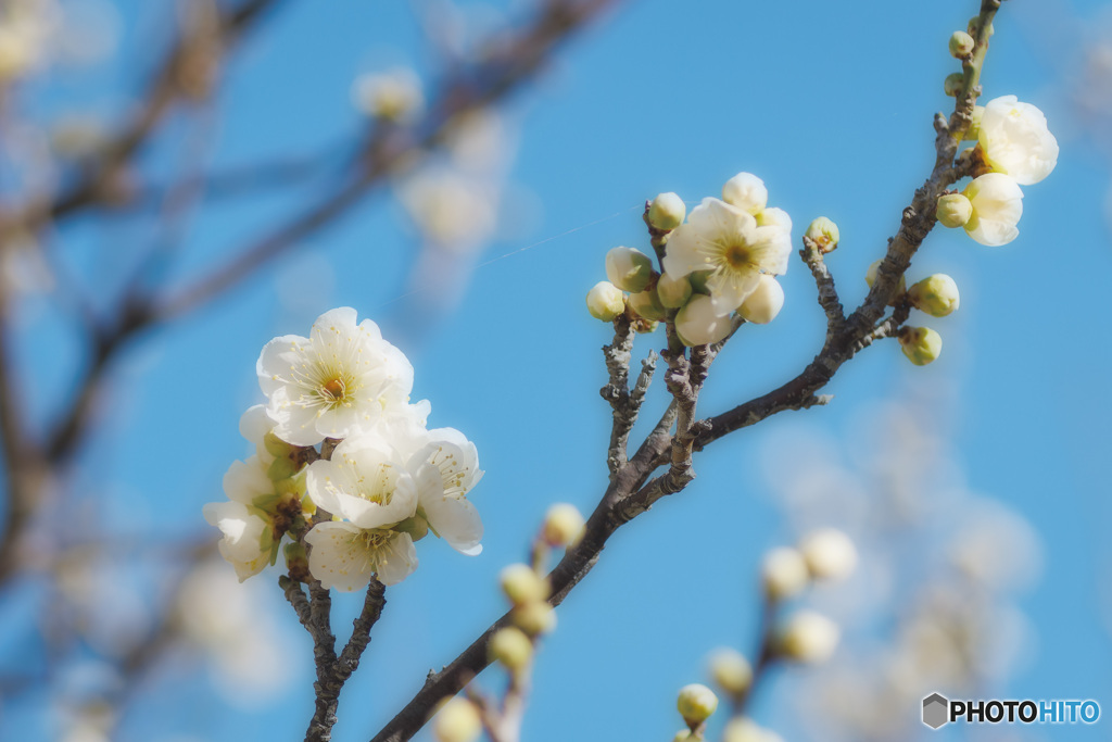 緑萼梅（リョクガクバイ）
