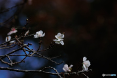 冬桜