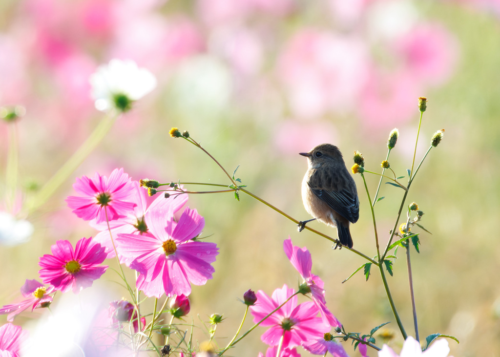 秋桜と