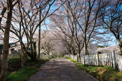 桜の道