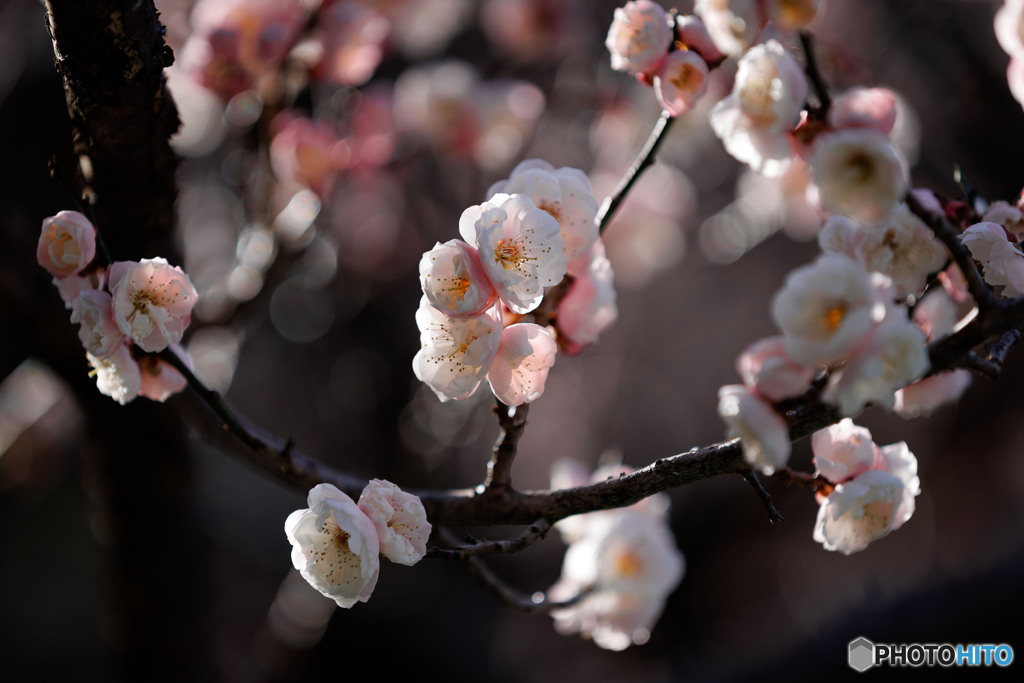 開花