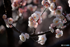 開花
