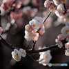 開花