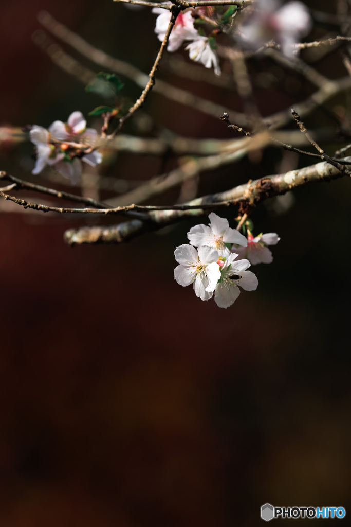 冬桜