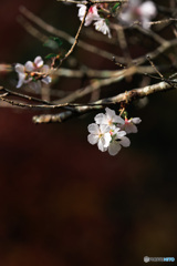 冬桜