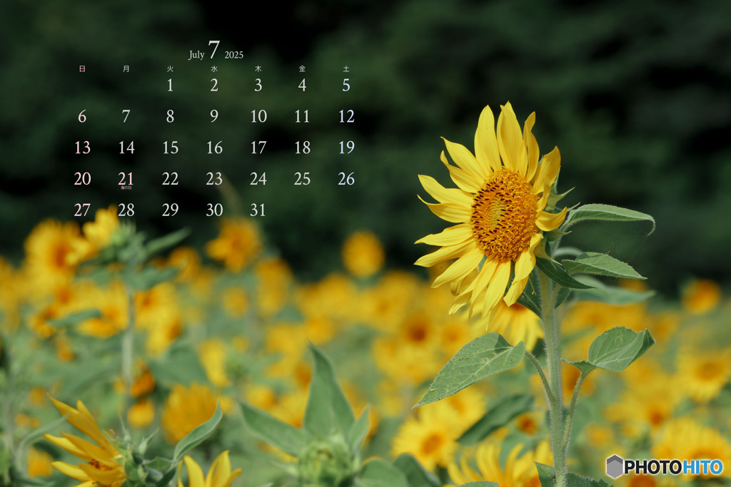 7月