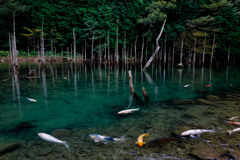 清流
