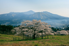 観音桜