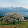 観音桜