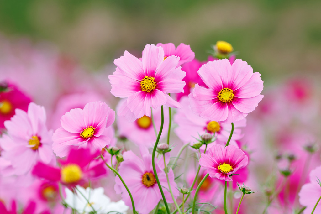 秋桜