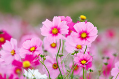 秋桜