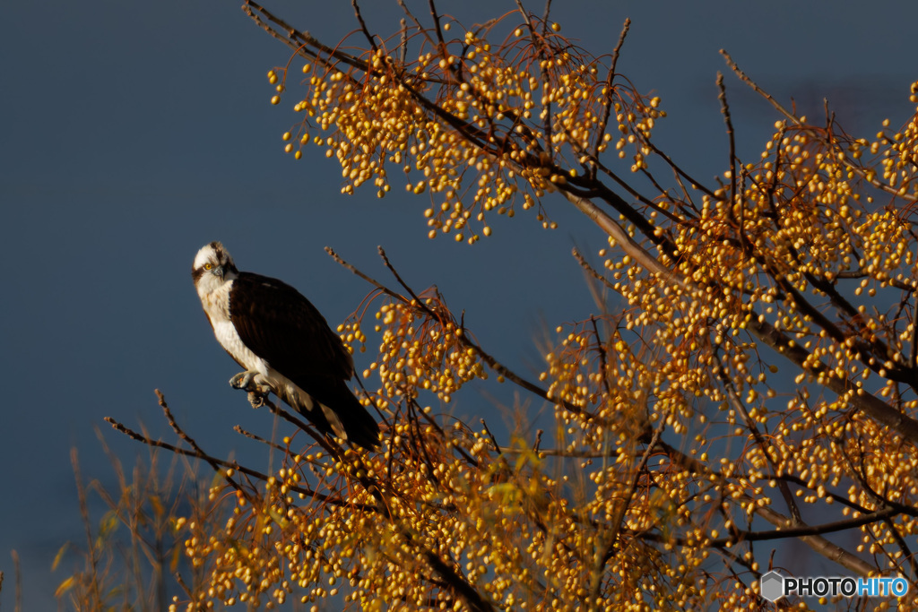 Osprey