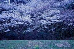 名も無き桜風景