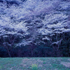 名も無き桜風景
