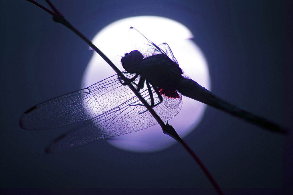 月夜の蜻蛉Ⅱ