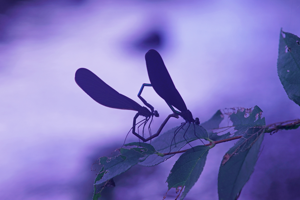 Silhouette lave