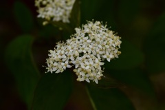 お花