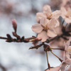 春