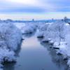 4月の雪桜