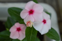 日日草2