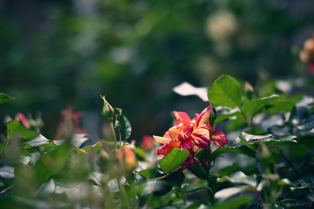 初夏のヒカリ・薔薇