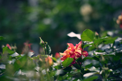 初夏のヒカリ・薔薇