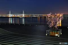一足早い港の夜桜
