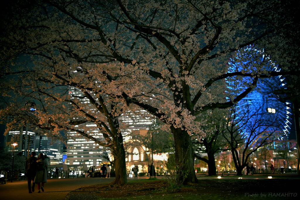 桜が降る夜は