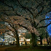 桜が降る夜は