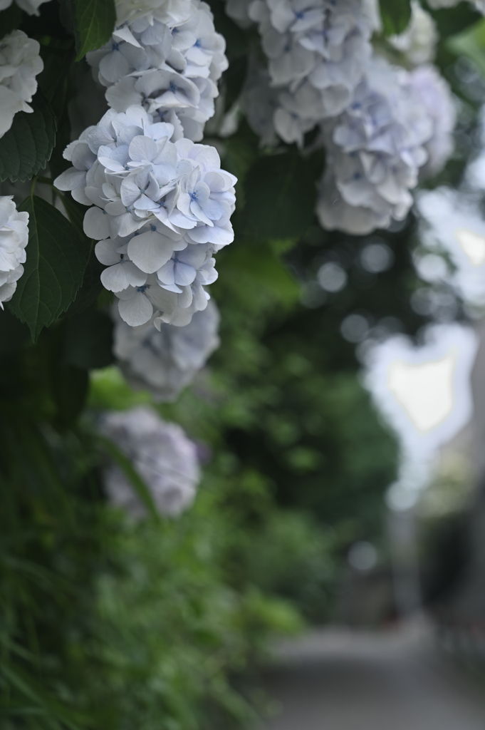 紫陽花の記憶