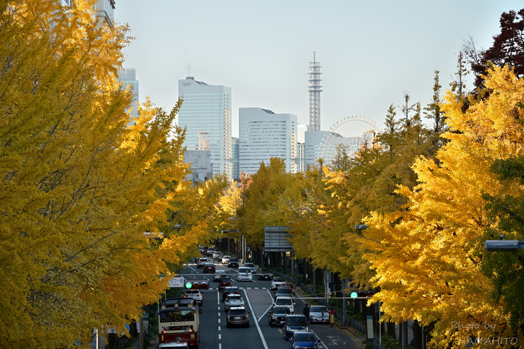 Gold Avenue