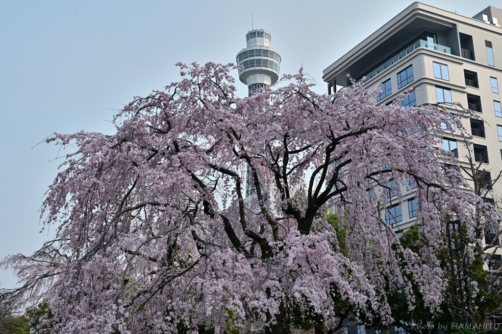 枝垂れる春