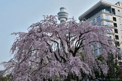 枝垂れる春