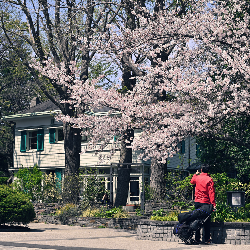 SAKURA Street #2