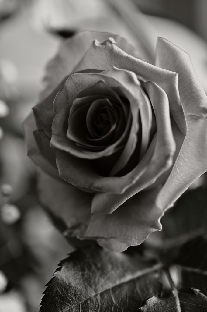 薔薇の息遣い