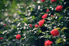初夏のヒカリ 薔薇#2