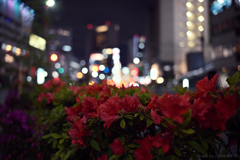 Night Flowers