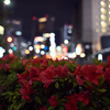Night Flowers