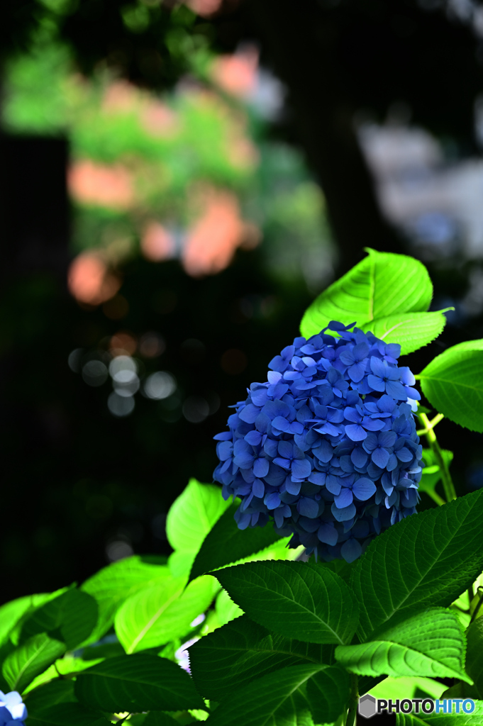梅雨の晴れ間