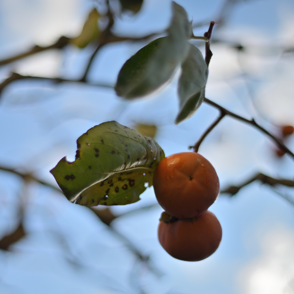 Late Autumn