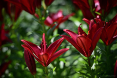Red Impact