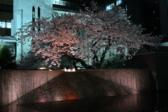 ハマの夜桜