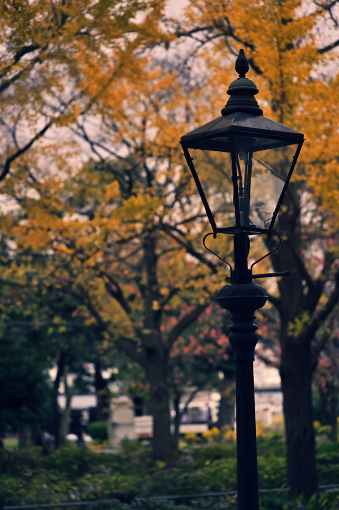 街灯と街路樹