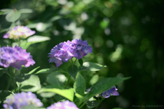紫陽花の記憶